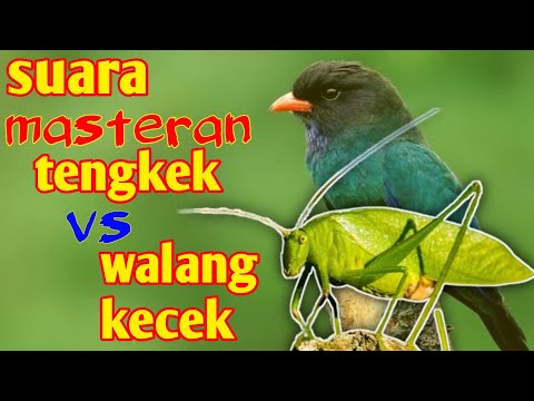 suara tengkek gacor vs walang kecek buat masteran lovebird juara dilapangan