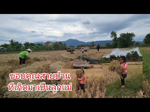 สายป่านช่วยแม่ขนข้าว