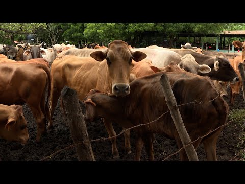 Estudiantes de la Universidad Nacional Agropecuaria participaron en curso de inseminación bovina