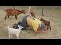 Goat Massage