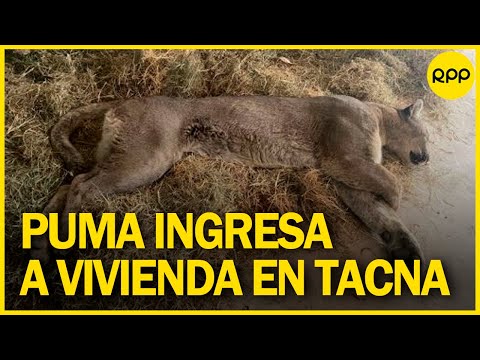 Tacna: Puma ingresó a vivienda durante la noche y el Serfor logró capturarlo
