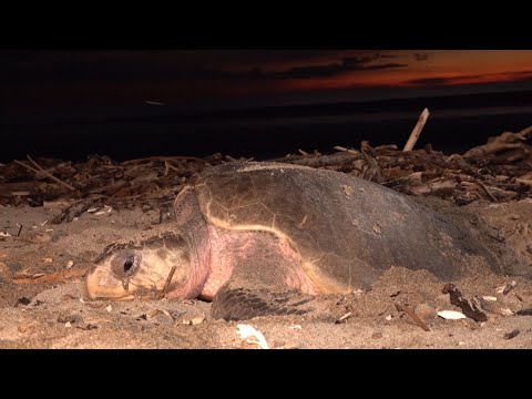 Arriban más de 15 mil tortugas a Playa la Flor, en Rivas