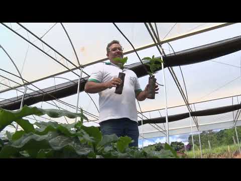 Produtores investem no plantio de mudas de café em estufa