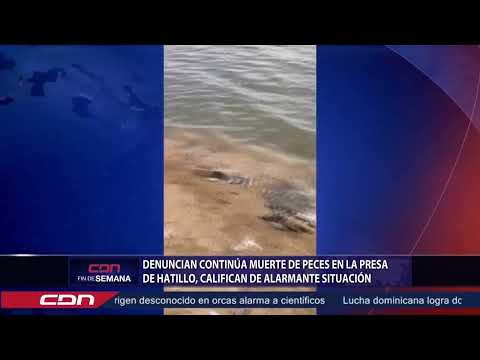 Denuncian continúa muerte de peces en la presa de Hatillo, califican de alarmante situación