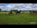 Dressuurpaard Extreme U.S x Johsnon (Elite Sport(PSG) Tevens meerdere jonge paarden