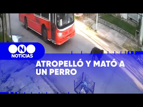BUSCAN al CHOFER que ATROPELLÓ y MATÓ a un PERRO en Lanús - Telefe Noticias