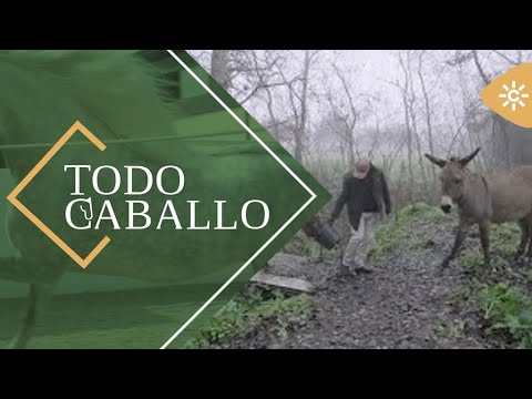TodoCaballo | El poder terapéutico de pasear por el campo con burros
