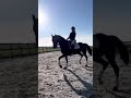 حصان الفروسية Talentvolle merrie met video