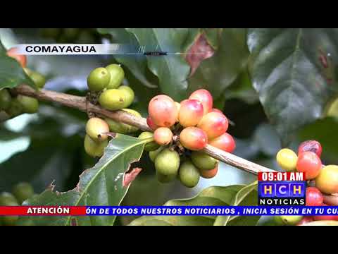 Alto costo de fertilizantes “asfixia” a productores de Café en Comayagua