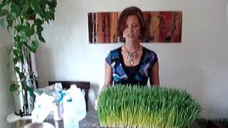 Wheat Grass Part 2