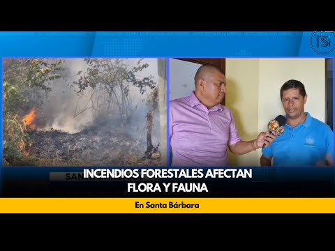 Incendios forestales afectan Flora y Fauna, en Santa  Bárbara