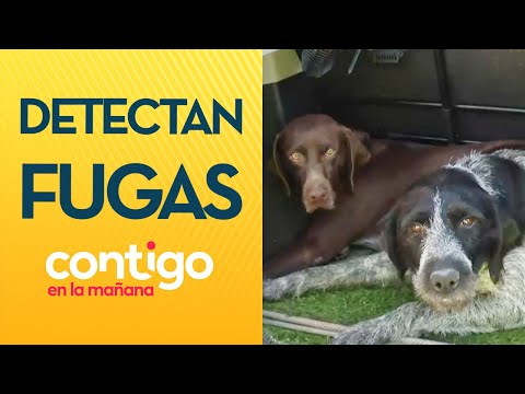 ¡LA PRIMERA EN LATAM! Conoce a los perritos que detectan fugas de agua - Contigo en la Mañana