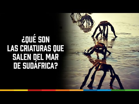 ¿Qué son las criaturas que salen del mar de Sudáfrica?