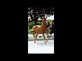 Dressage horse Stoere Extreme U.S. hengstveulen aangeboden