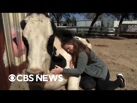 Cow hugs | The Uplift