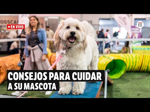 En Vivo | ¿Cómo hacer que mi perro viva más años? | El Espectador