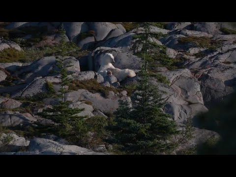 Warming climate threatens Hudson Bay's polar bears