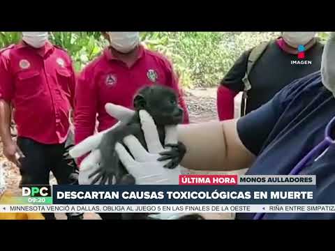 Muerte de monos aulladores en Tabasco y Chiapas no es por enfermedad | DPC con Nacho Lozano