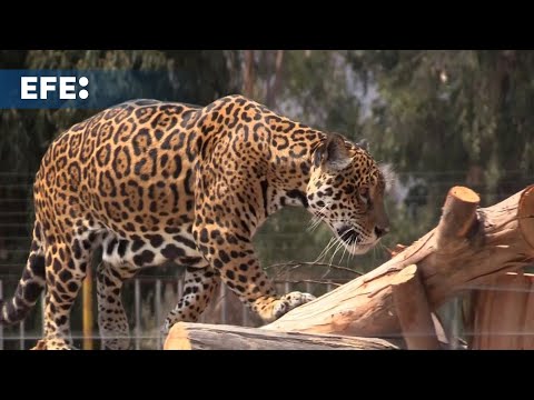 Tres jaguares sobrevivientes del tráfico de fauna silvestre encuentran un nuevo hogar en La Paz