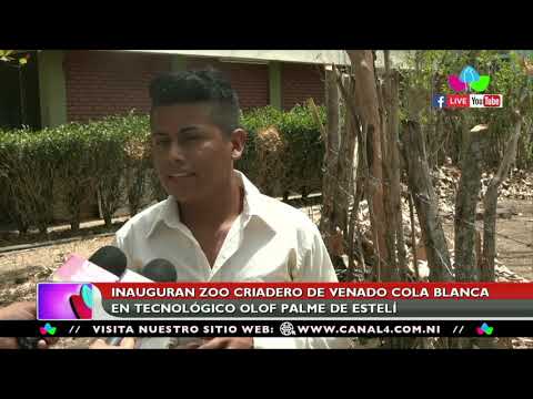 Inauguran Zoo Criadero de Venado Cola Blanca en Tecnológico Olof Palme de Estelí