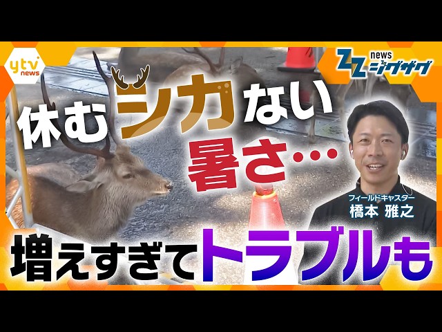 Image of Nara's Deer Population Hits Record High