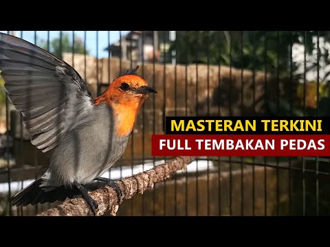 Suara Prenjak Keres (kemade jawa) GACOR NGALAS | Masteran burung kecil FULL TEMBAKAN PEDAS utk isian