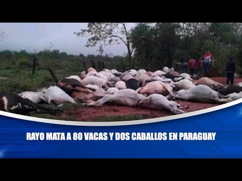 Rayo mata a 80 vacas y dos caballos en Paraguay