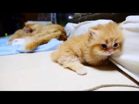 【マンチカン４兄妹】進撃の子猫 ~ Attack of a kitten ~