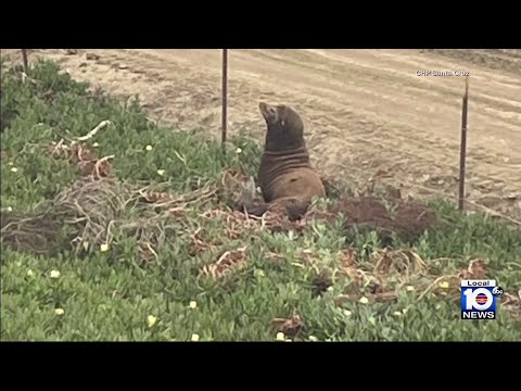 Sea lion rescued from California highway