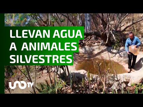Activistas salvan animales silvestres, les llevan agua al Cerro del Fortín.
