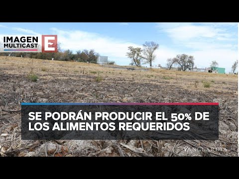 Alerta por Sequía: Pronostican Reducción en la Producción de Maíz y Trigo en México