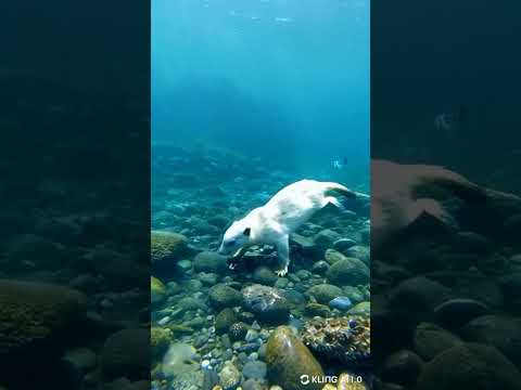 นากงับ Awhiteotterisdivingforshellfish2.animalshistoryknowledgemovi