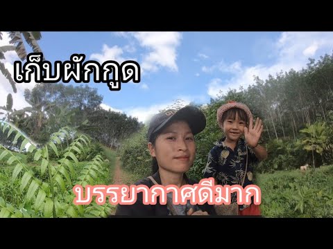 เก็บผักกูดป่าตามธรรมชาติ☘⛰_สาว เก็บผักกูดป่าตามธรรมชาติ☘⛰_สาว