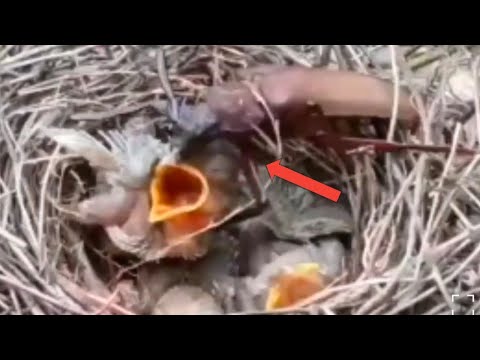 beetle stuck in baby bird's nest