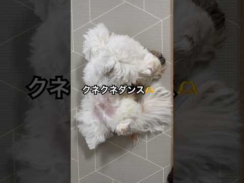 【シーズー】変なダンス #シーズー #shihtzu #shorts #はに丸 #ダンス