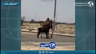 الحمار طلع عصبي