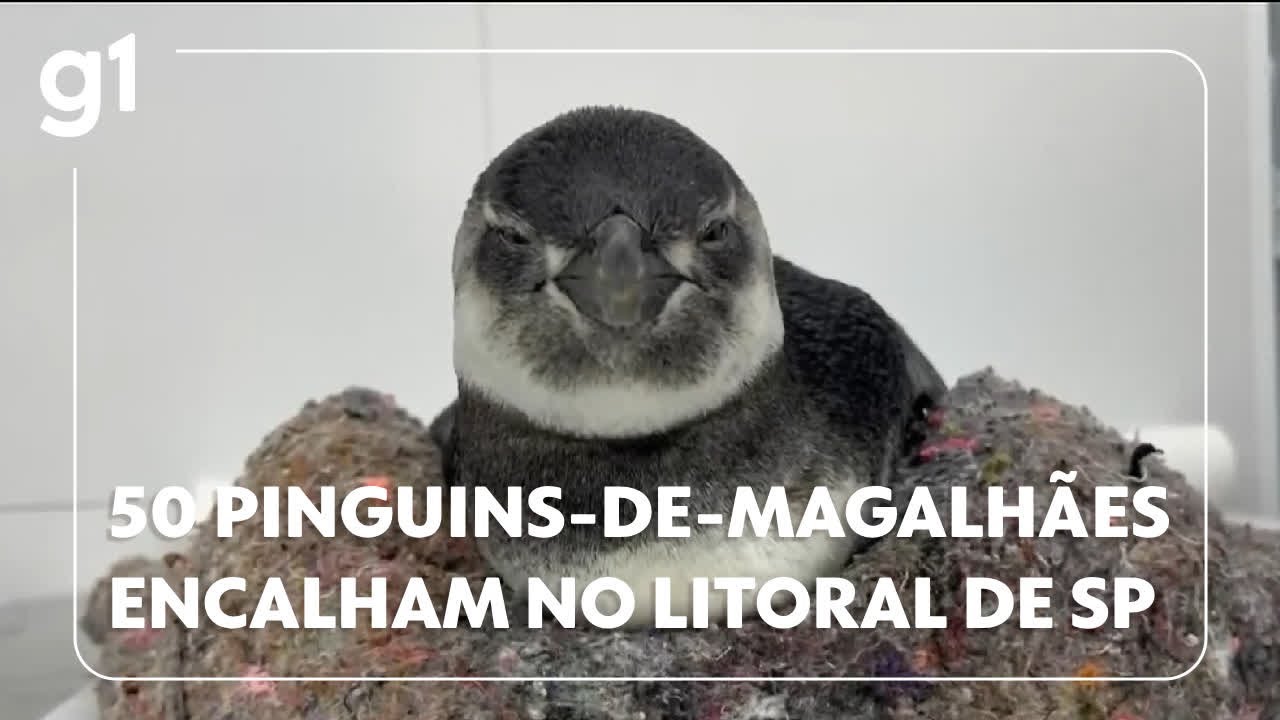 🐧Pinguins de Magalhães encalham no litoral de SP