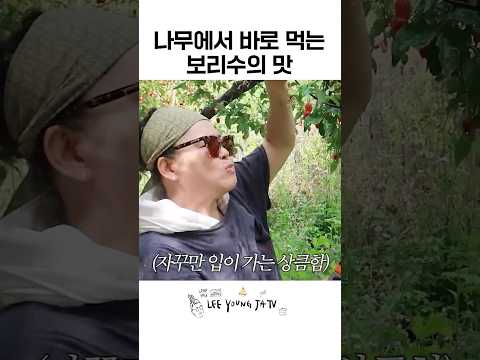 이영자 표 텃밭 <strong>보리수</strong> 먹방🍒