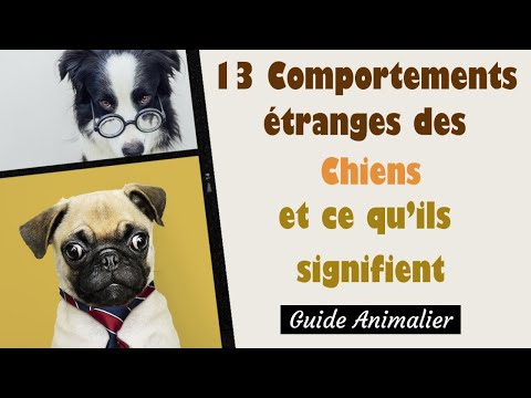 13 Comportements Étranges des Chiens et ce qu’ils signifient 🐶
