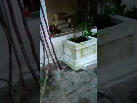 तुलसी विवाह