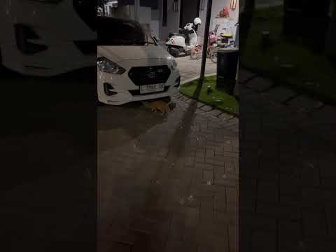 Kucing Puman Dan Mamanya Panik Setelah Adik Puman Diculik. #horror #cat #nizamkucinglucu #貓咪日常 #貓