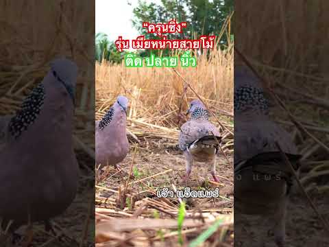 ครุนซิ่งรุ่นเมียหน่ายสายโม้