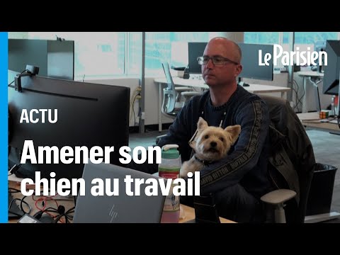 Au Canada, ces salariés vont au bureau avec leur animal de compagnie