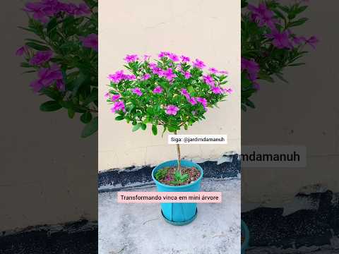 Vinca mini árvore #garden #vinca #planta #jardim #jardinagem