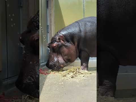 藤野飼育員によるスイカタイム他