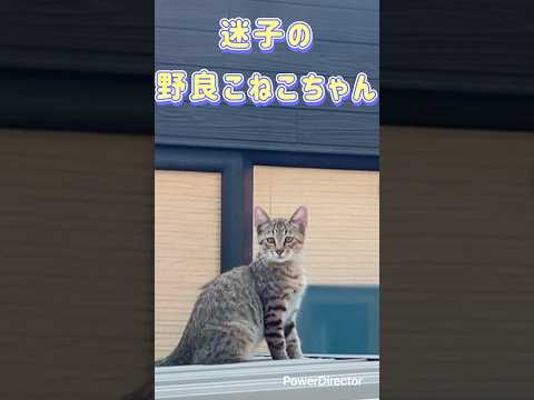 迷子の野良こねこちゃん🐱　#cat #子猫 #野良猫 #こねこ