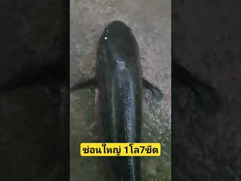 ปลาช่อนใหญ่คับ