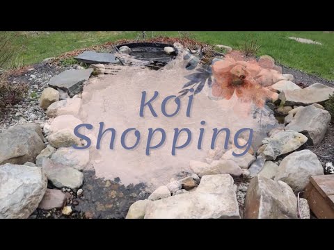 Koi Shopping - Going to pick out KOI from LOCAL PO 