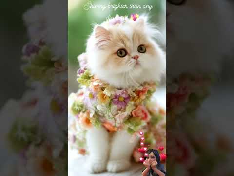 Meowdel vibes only #catvideos #catreels #cattv #viralshorts #trendingsong #cute #Persian #model