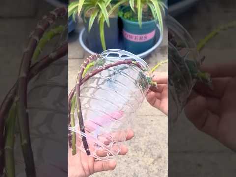 Type growing Portulaca flower used plastic bottles, plant tips easy #shorts #viralvideo #plants #diy